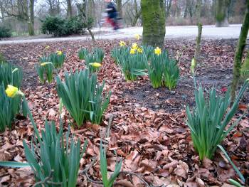 Bloeiende narcissen in januari