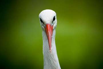 Foto van Wout Nooitgedagt