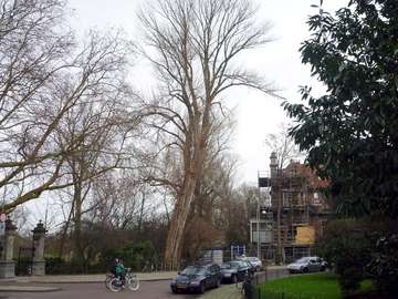 De Zwarte Populier in de winter van 2012