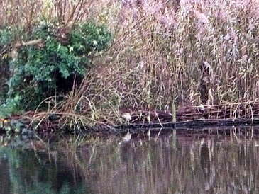 Het witte vlekje aan de waterlijn is een Roerdomp Het witte vlekje aan de waterlijn is een Roerdomp