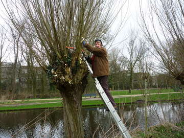 Vrijwilliger snoeit de wilgen